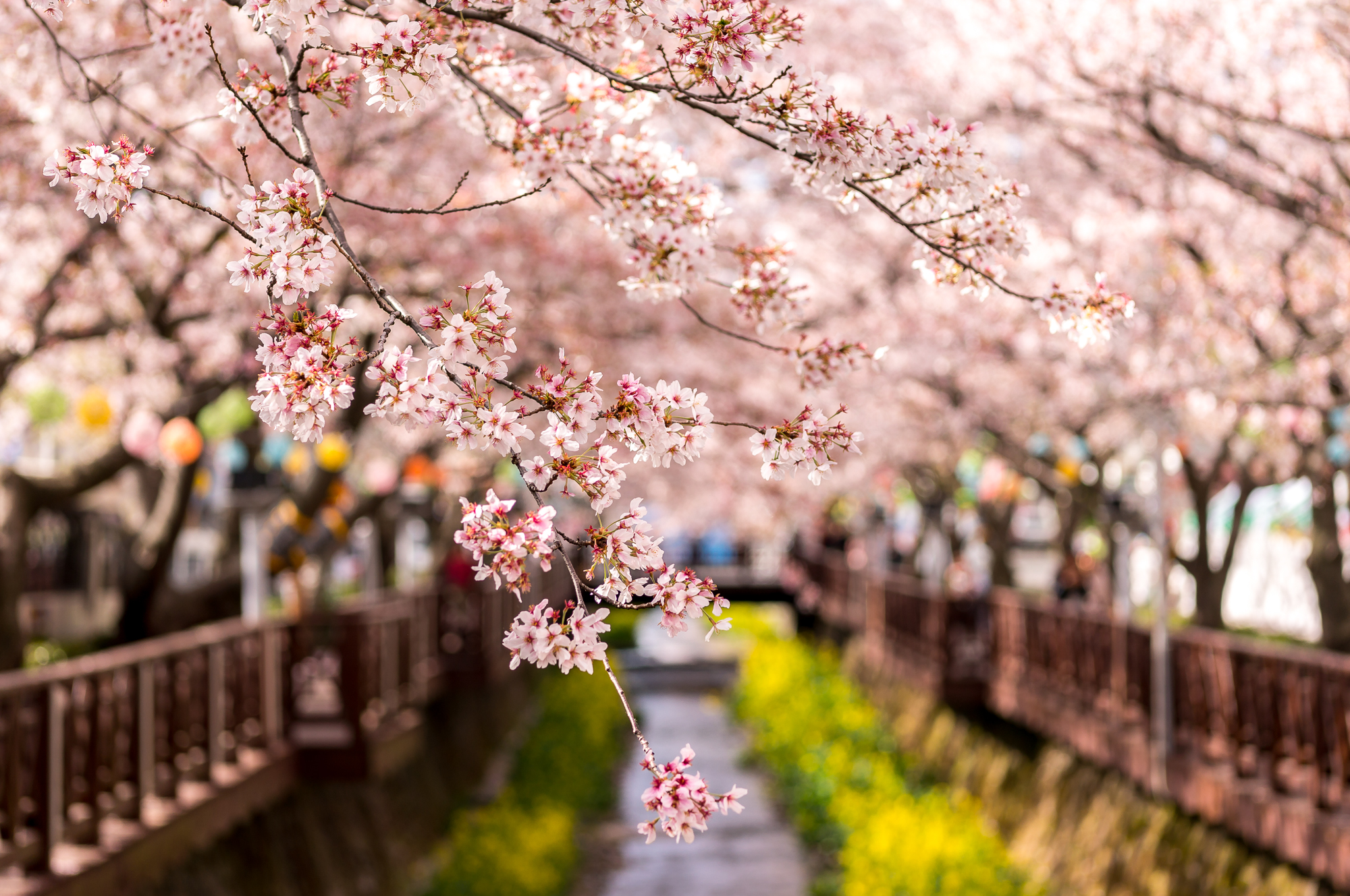 Aaron Choi Spring Flower for Topaz spring in korea - Truly Hand Picked