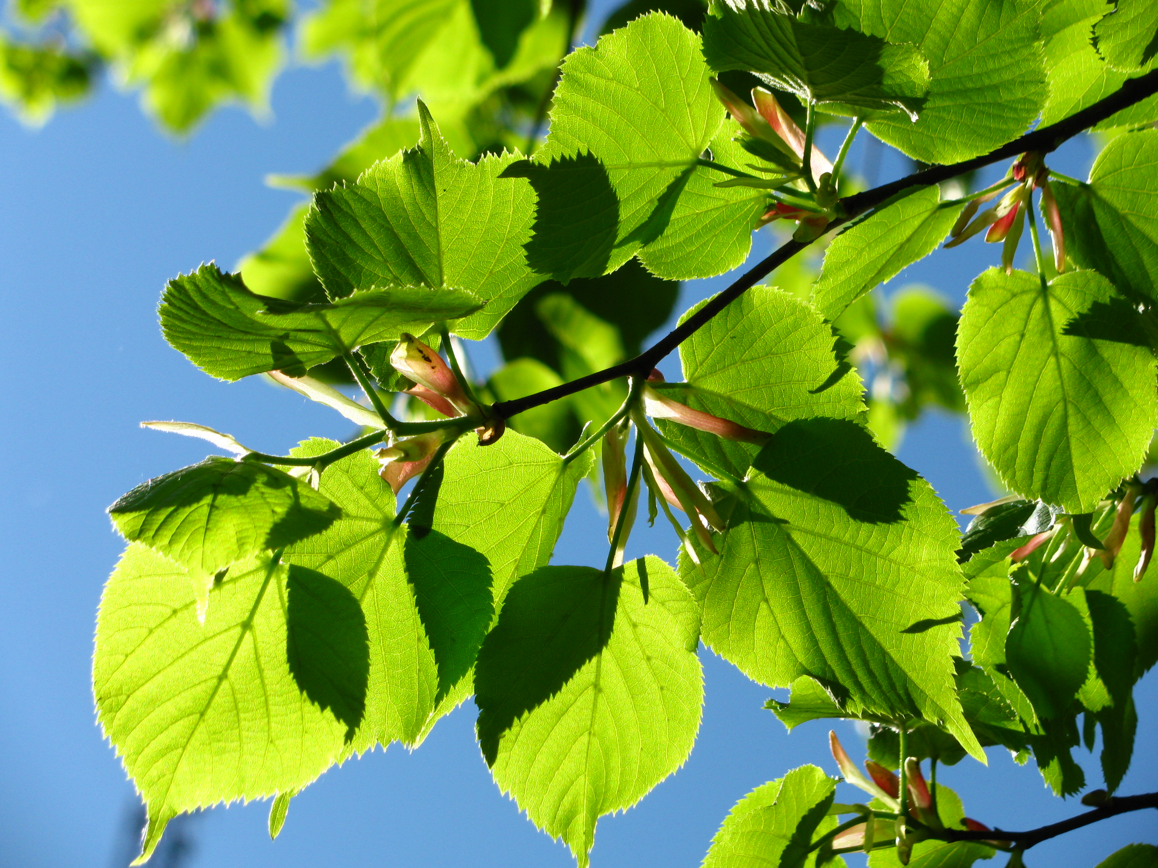 Spring leaves spring pictures of the season - Truly Hand Picked