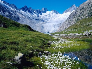 Snow mountain and flowers Switzerland landscape