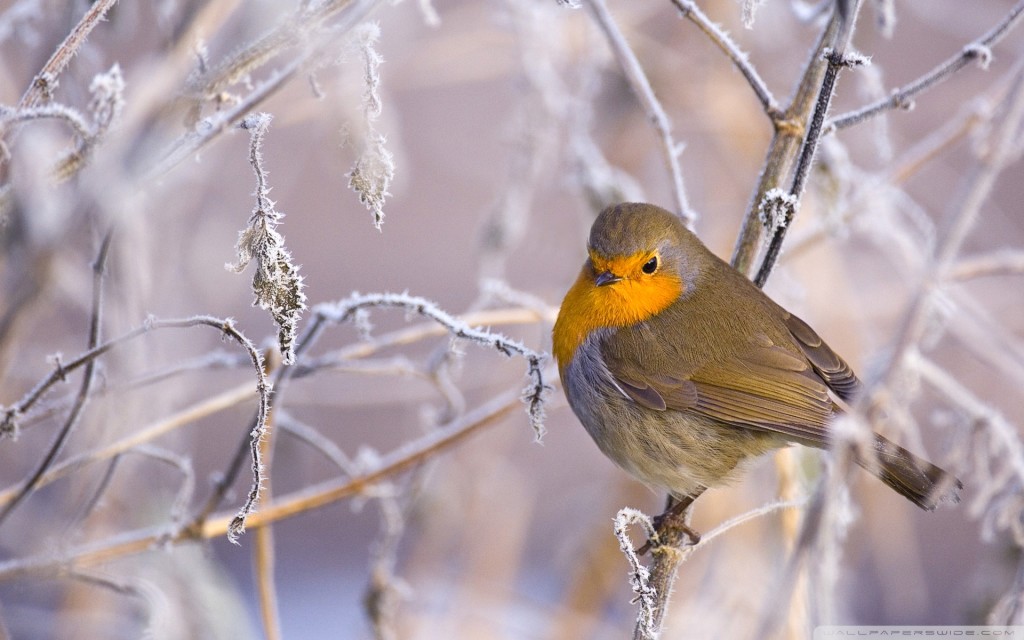 Bird waiting for spring winter wallpapers