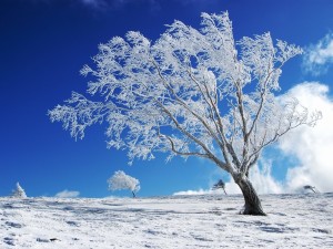 Standing alone in snow wide winter wallpapers