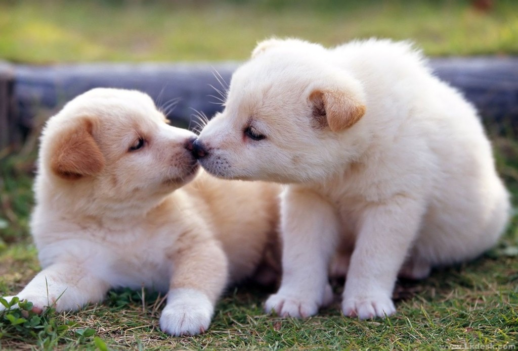 It my love cute puppies