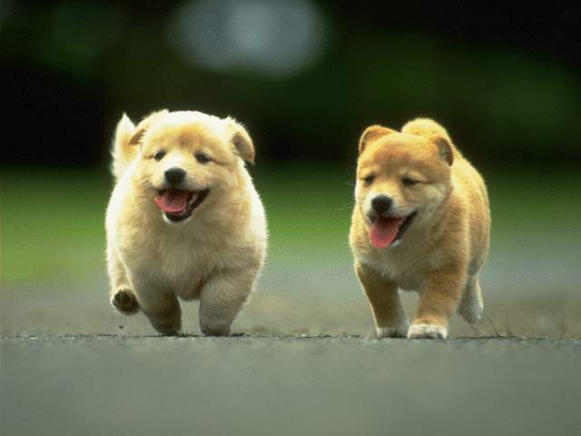 lets go for a walk cute puppies pictures