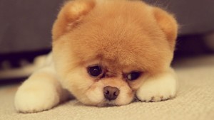 Am not sad its the light cute puppies pictures