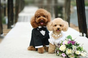 Just got married cute puppies pictures