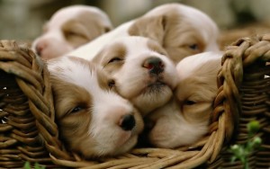 Puppies in a basket cute puppies pictures