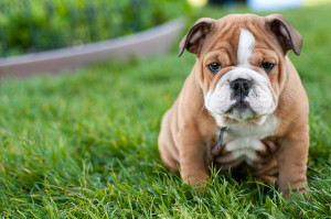 Bull dog cute puppies pictures
