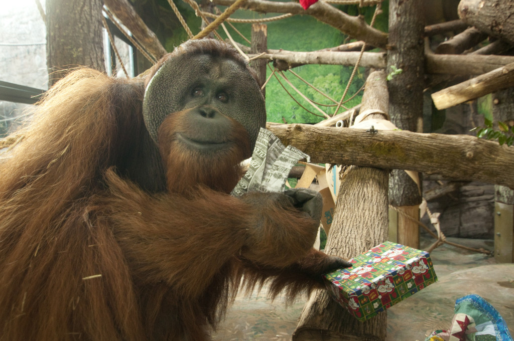 Sumatran orangutan enrichment gift gal Portland Oregon zoo
