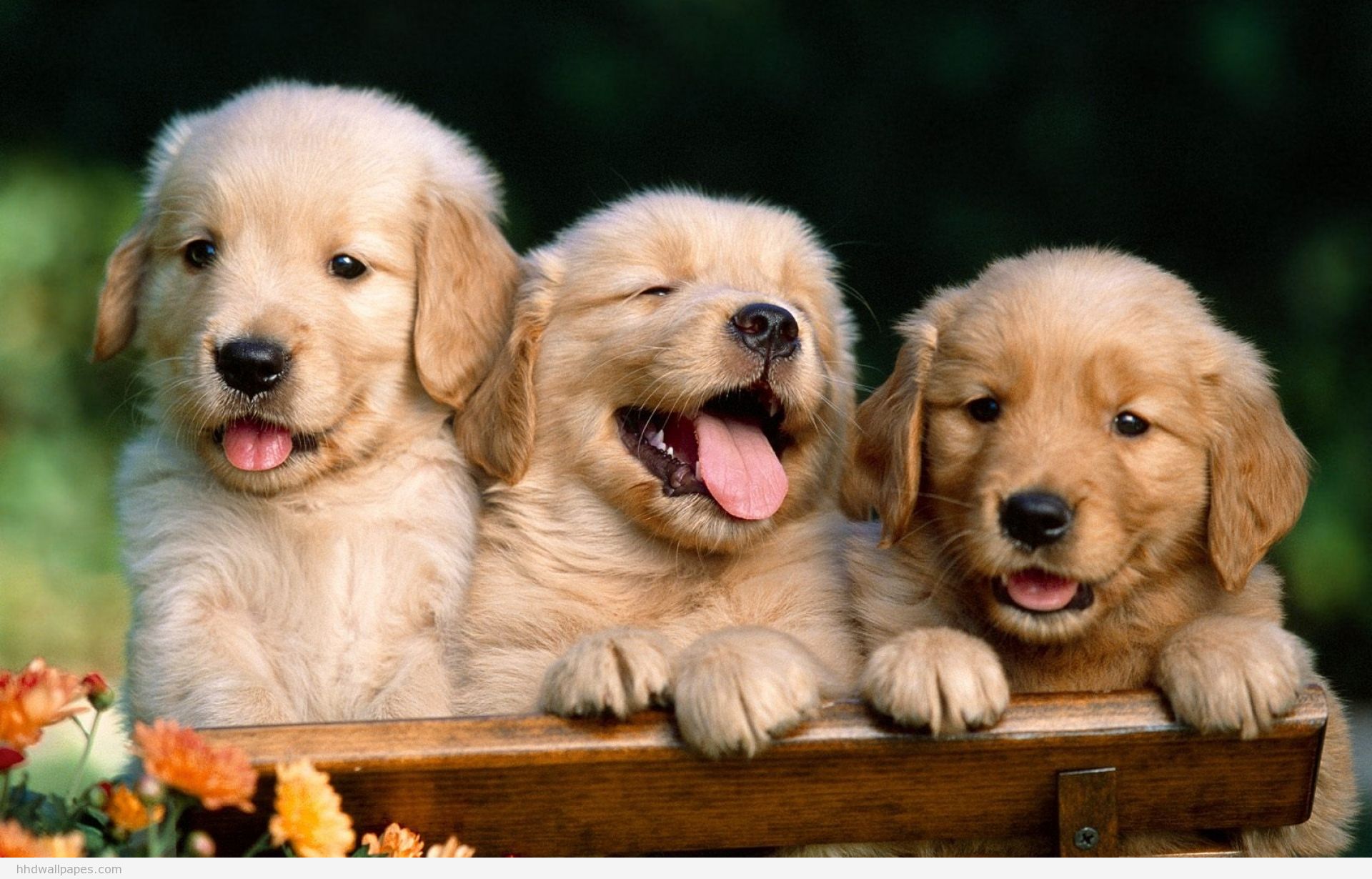 3 Cute Puppies Truly Hand Picked