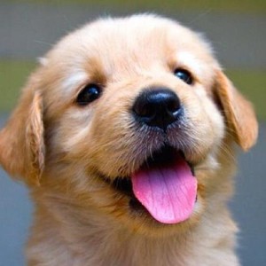 Really cute puppies pictures