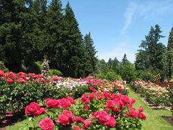 International rose garden Portland