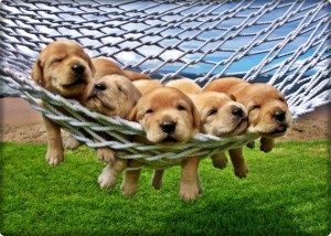 Feeling lazy is great puppies pictures