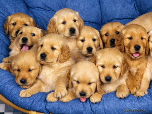 Cute and sweet puppies on a chair puppies pictures
