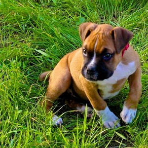 Boxer puppies pictures