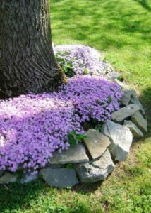 8 Colorful Bushy Flowering Plant Garden Edging around the Tree with Some Natural Stones