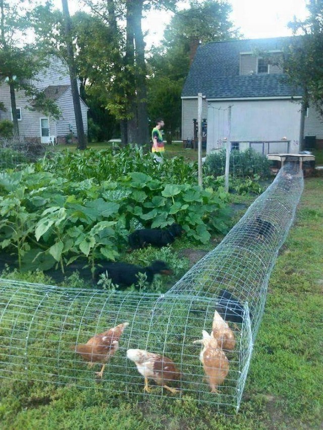 Cheap DIY Chicken Tunnel with Wire Mesh