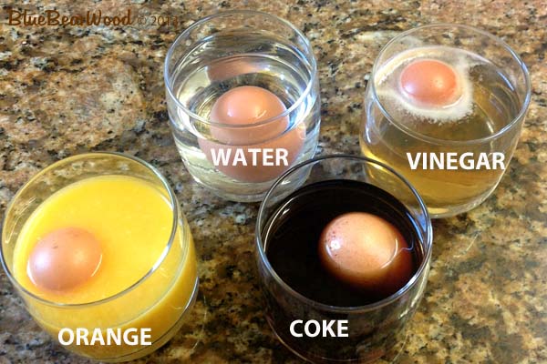 Science Experiment with Dissolving, Expanding, And Bouncing Eggs in Different Materials