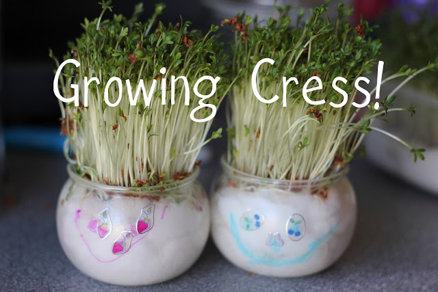 Initial Tips on How to Grow Cress Heads in Springtime