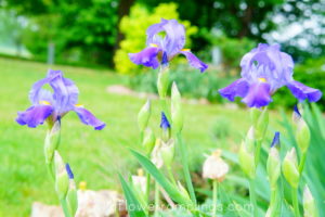 Free Printable Spring Indication Card with SPring Flower Images