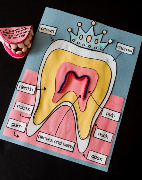 Preschool Model Teeth School Project Ideas: Plastic Bottle Tooth Craft