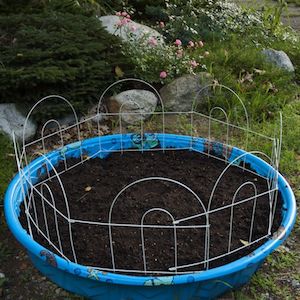 Kiddie Pool Garden Planter Out of Old Plastic Bathtub with Simple Wire Trellis