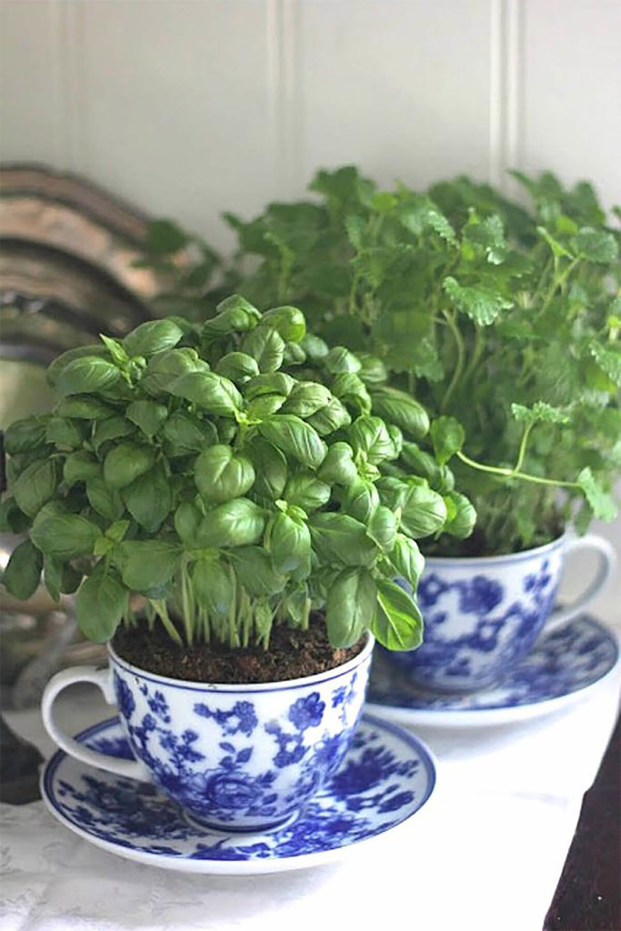 Tea Cup Mini Herb Garden Diy And Saucer Planters For An Tea Cup Mini Herb Garden Diy And