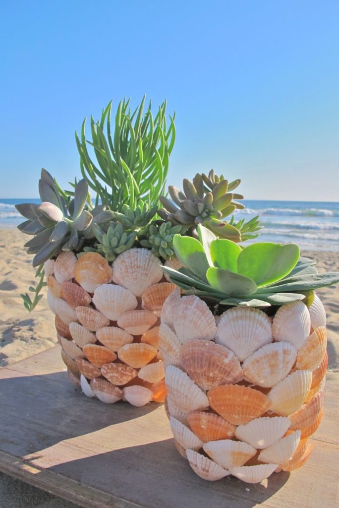 DIY Seashell Planter: Exclusively Made Rustic Plater for Succulents with large Seashells