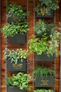 Happy Green Vertical Herb Garden with Recycled Ammo Cans Hanging with Sturdy Metal Chain