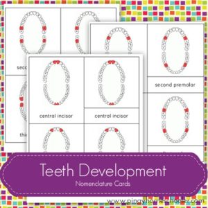 FREE Teeth Development Nomenclature Cards: DIY Dental Craft Idea By The Pinay Homeschooler