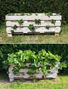 How to Make a Super Rustic Strawberry Pallet Planter By Lovely Greens