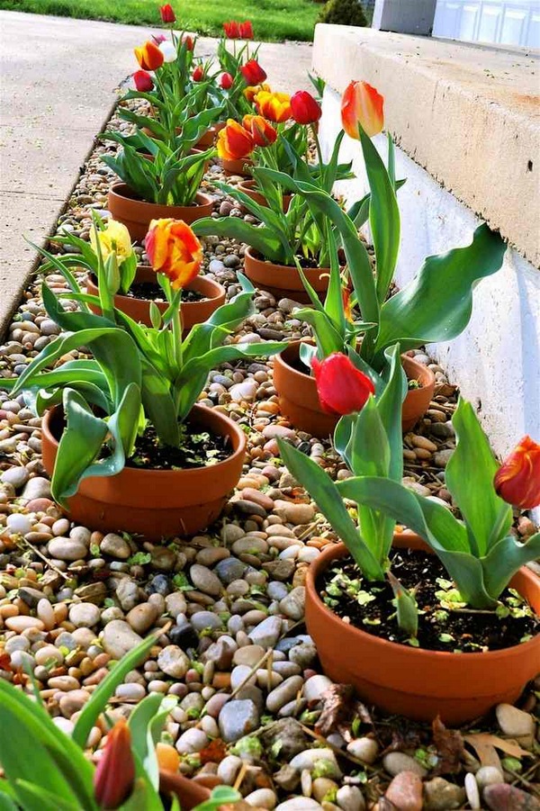 Tulip in A Row: DIY Gardening with Tulip Plants in Terracotta Planter with Pebble Decor
