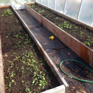 Raised Garden Box with Polytunnel Greenhouse: A Smart Cheaper Greenhouse Alternative