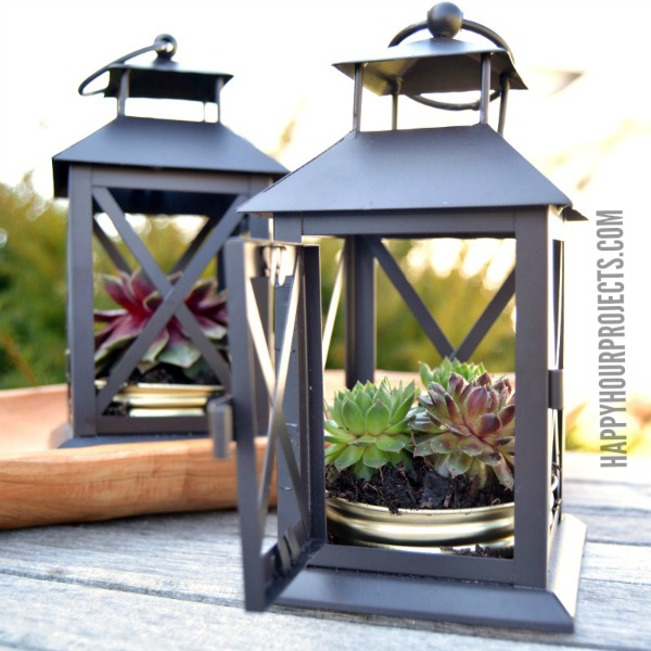 Repurposed Succulent Lantern Mini-Garden Tutorial For a Mesmerizing Front Porch View