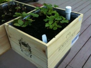 Wine Box Wicking Planter Boxes: A Recycling Raised Garden Planter Project