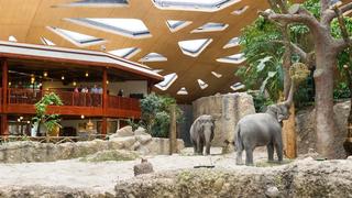 Zürich Zoo – Swiss zoo has More than 4,000 animals representing 340 species