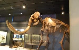 Zoological Museum Of The University Of Zurich, Switzerland Attractions – 1500 animal speci ...